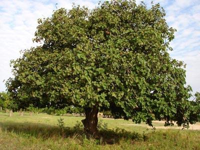 arbre_400x300.jpg